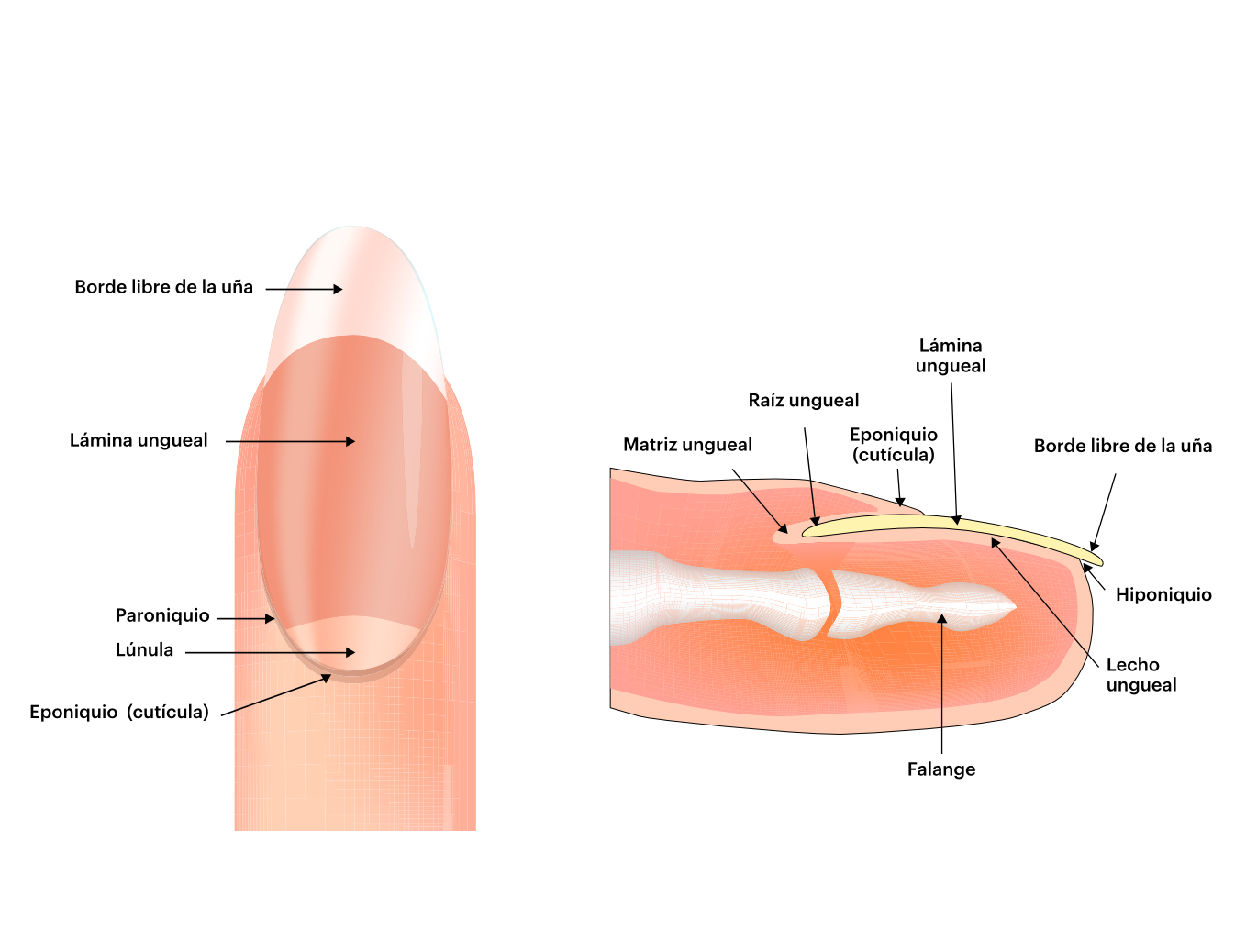 Todo sobre... la onicomicosis - Dermatología