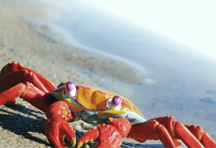 20260109 Diptico HPCH onytec cranc