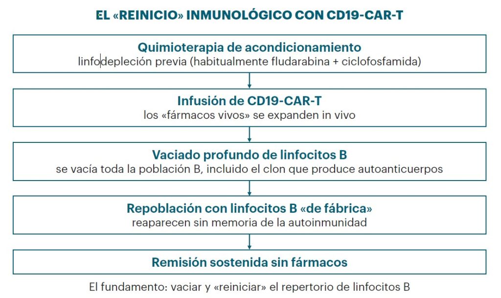 Dermatoday: edición 3, 2026 1 Figura EL REINICIO INMUNOLOGICO CON CD19 CAR T